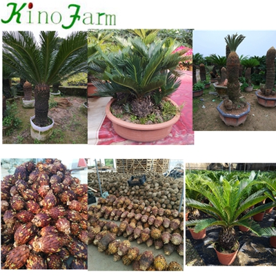 Natural Plant Sago Palm Tree