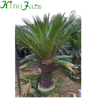 Wholesale Cycad King Sago Palm Trees