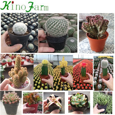 Nautual Plant Mini Cactus For Sale