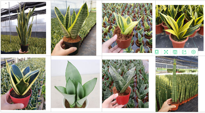 Sansevieria Laurentii Snake Tongue Plant