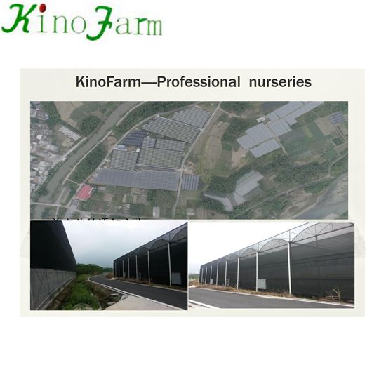 Who is Kinofarm