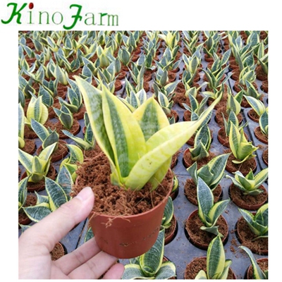 Small Plant Golden Sansevieria Hahnii