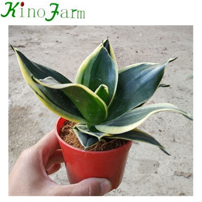 Lotus Sansevieria Miniature Snake Plant