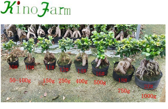 Wholesale Ficus Microcarpa ginseng bonsai