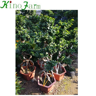 Natural Plant Ficus Microcarpa Ficus Bonsai 