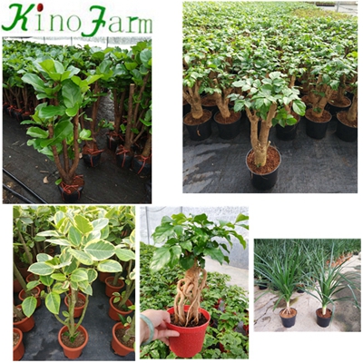 Natural Plant Microcarpa Bonsai Ficus Lyrata