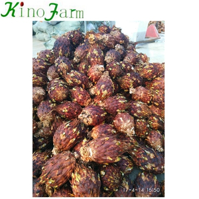 Wholesale Bare Root Cycas Plant