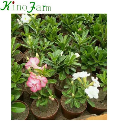 Natural Plant Indoor Plant Desert Rose