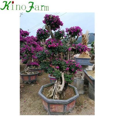 Natural Plant Outdoor Plant Bougainvillea