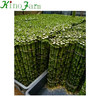 Wholesale Indoor Good Luck Bamboo