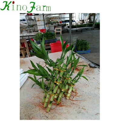 Indoor Bamboo Plants For Sale