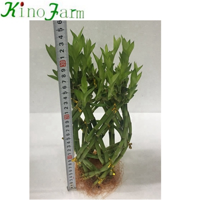 Indoor Miniature Bamboo Plants