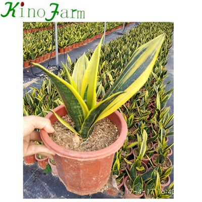 Golden Sansevieria Golden Color Snake Tongue Plant