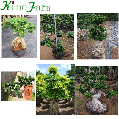 Wholesale Bonsai Ficus Ginseng