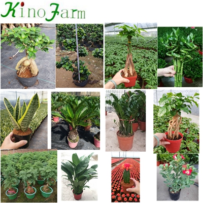 Natural Plant Ficus Microcarpa Ginseng