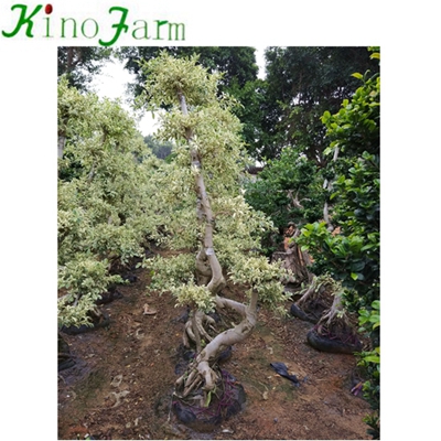 Natural Plant Outdoor Ficus Tree