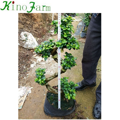 Natural Plant S Shape Bonsai Tree