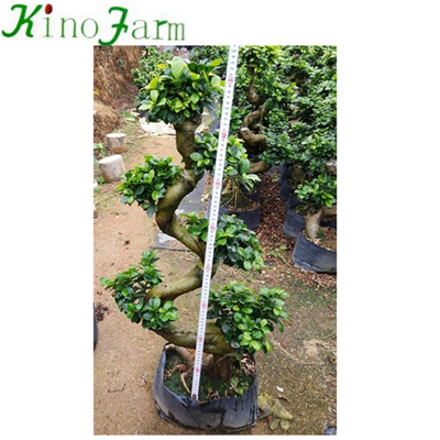 Natural S Shape Bonsai Tree For Sale