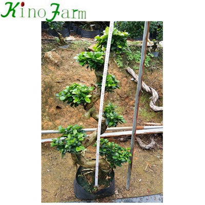 Natural S Shape Bonsai For Sale