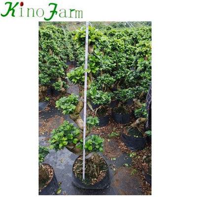 Natural S Shape Bonsai Tree Types