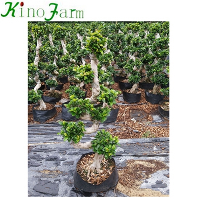 Natural Ficus Buy Bonsai