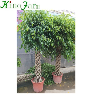 Ficus Cage Natural Plant Bonsai Types