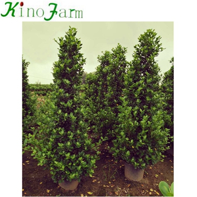 ficus microcarpa plants