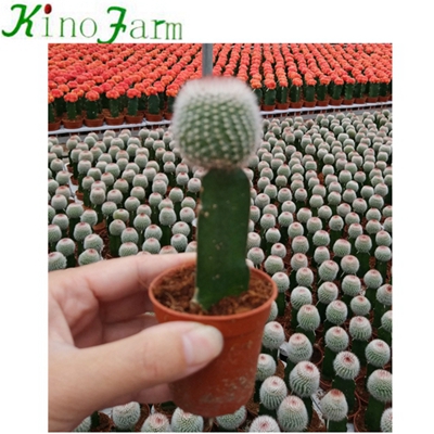 Natural Plant Flowering Grafted Cactus