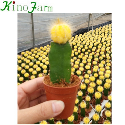 Natural Plant Flowering Cactus For Sale