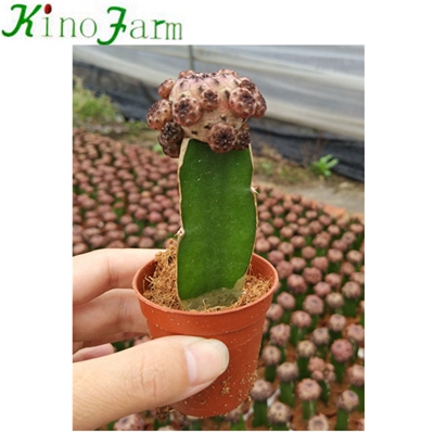 Wholesale Nautral Plant Cactus Varieties