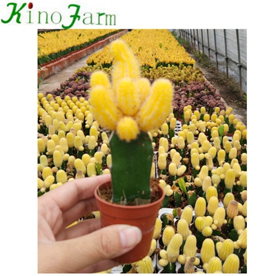 Wholesale Nautral Plant Indoor Cactus