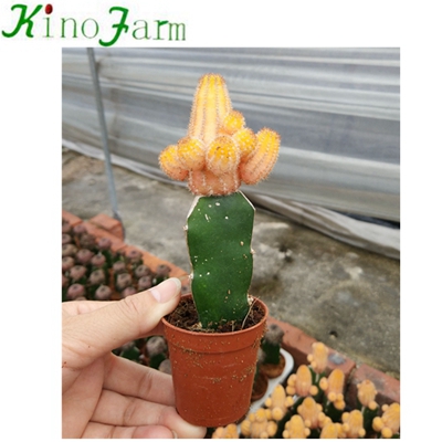 Wholesale Nautral Plant Cactus Flower