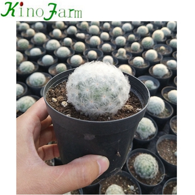 Wholesale Natural Cactus Flower Plant