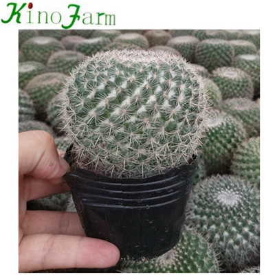 Wholesale Cactus House Plants