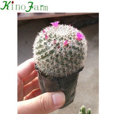 wholesale Natural Plant Ungrafted Cactus 