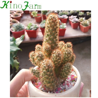 wholesale Natural Cactus Plants