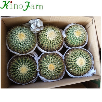 Wholesale Natural Indoor Cactus