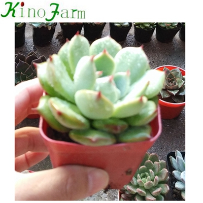 Natural Plant Indoor Succulent Plants