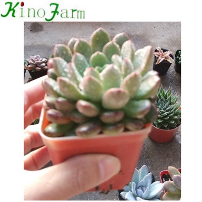 Natural Plant Indoor Succulent Plants