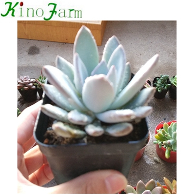 Natural Plant Indoor succulents for sale