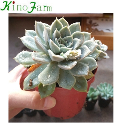 Natural Plant Indoor succulent Plants For Sale