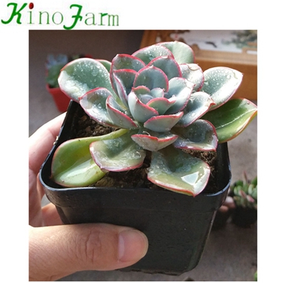 Natural Plant Indoor Mini Succulent Plants