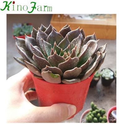 Natural Plant Indoor Flowering Succulents