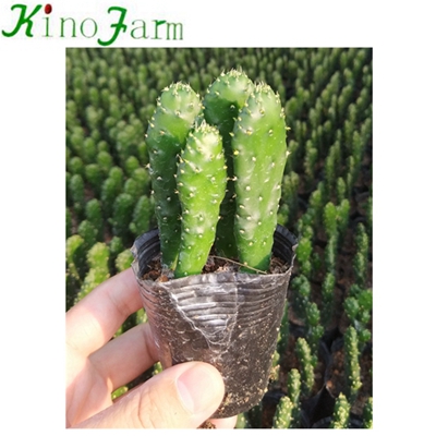 Natural Plant Indoor Succulent House Plants