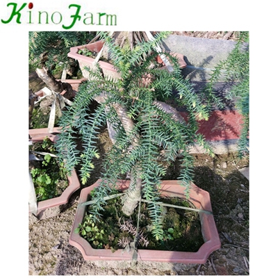 Indoor Plant Araucaria Heterophyll 