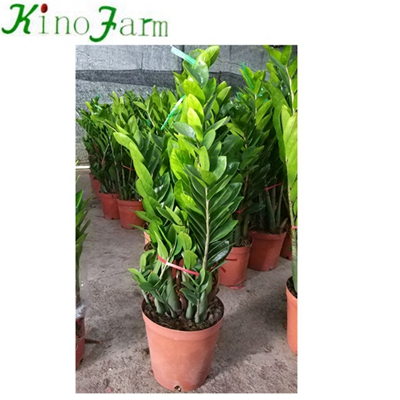 Natural Indoor Plant Zamioculcas Zamiifolia