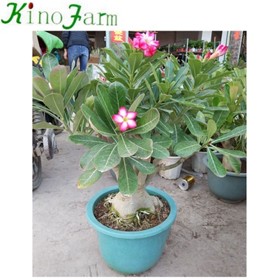 Natural Plant Adenium Desert Rose