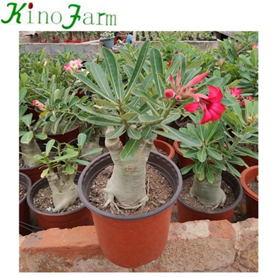 Natural Adenium Desert Rose China