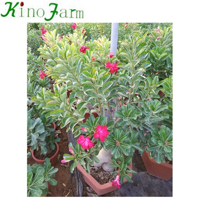 Natural Plant China Adenium Desert Rose