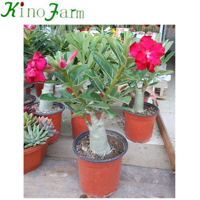 China Adenium Desert Rose For Sale